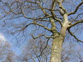 sycamore image